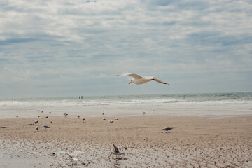 Möwe fliegt über den Strand von Domburg, Zeeland, Niederlande