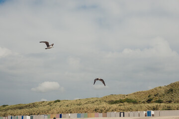 Zwei Möwen überfliegen den Strand von Domburg (Zeeland, Niederlande)
