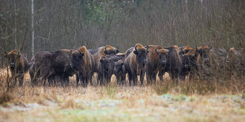 The European bison (Bison bonasus) or the European wood bison large herd