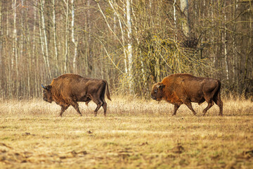 The European bison (Bison bonasus) or the European wood bison two males in the afternoon sun