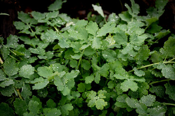 Fresh green celandine foliage with raindrops, Chelidonii majoris, close-up, background. - obrazy, fototapety, plakaty