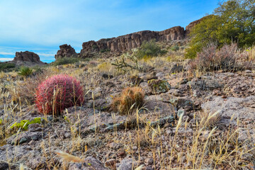 California barrel cactus, compass barrel (Ferocactus cylindraceus), cacti grow on stones in the desert. Arizona Cacti