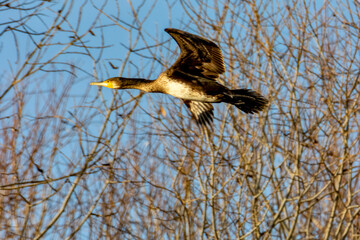 cormorano in volo