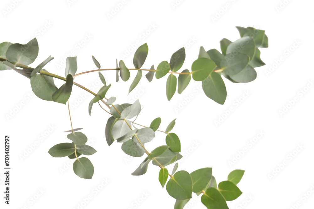 Wall mural Eucalyptus sprig isolated on a white background.