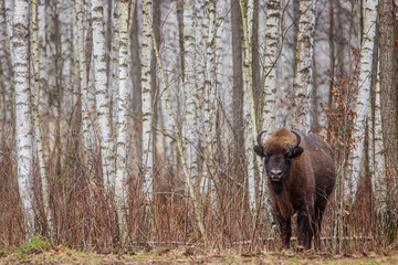 The European bison (Bison bonasus) or the European wood bison among the birches