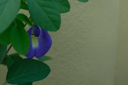 Blue Shankapushpi flower ready to be plucked.