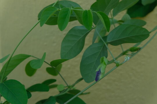 Blue Shankapushpi flower bud yet to bloom.
