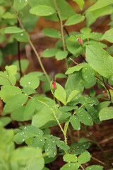 Raindrops on Wild Roses