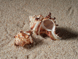 Seashell on clean sand of beach. Close up, beach sand texture. Beach sand texture in summer sun. banner