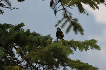 Yellow Rumped Warbler