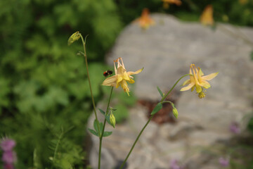 Yellow Columbine with a Beetle