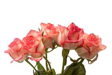 Pink and white  beautiful rose isolated on a white background.
