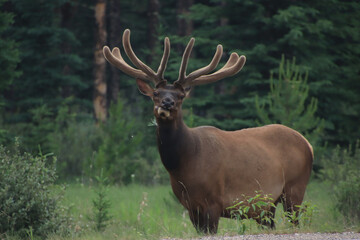 Male Elk Chewing