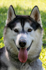 primo piano di un Husky
