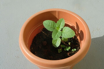 Tulsi or holy basil plant.