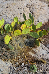 Pancake prickly pear, dollarjoint prickly pear (Opuntia chlorotica), cacti in the winter in the...