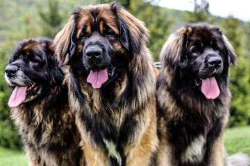 Group of Leonbergers