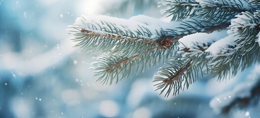 Spruce branches covered with snow. Winter landscape. Christmas background.
