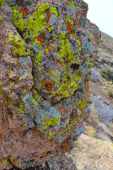 Yellow lichens on stones in a mountain desert in Arizona, near Phoenix