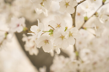 cherry blossom seoul