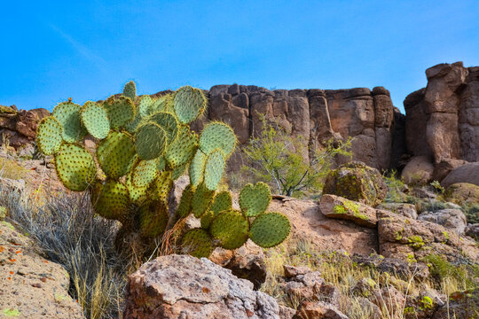 Pancake prickly pear, dollarjoint prickly pear (Opuntia chlorotica), cacti in the winter in the mountains. Arizona cacti