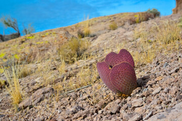 Golden prickly pear (Opuntia aurea, opuntia basilaris var. aurea). Arizona cacti