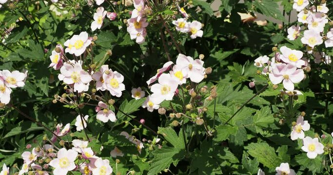 (Eriocapitella japonica) Clump of pale pink japanese anemones with unripe seedheads on tortuous stems bearing  lobed and toothed foliage floating gracefully 