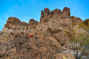 Fototapeta premium California barrel cactus, compass barrel (Ferocactus cylindraceus), cacti grow on stones in the desert. Arizona Cacti