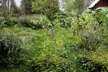 Overgrown garden in autumn