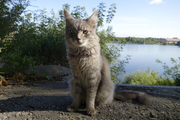 A fuzzy stray cat on the bank of the river Volga at Kimry
