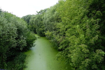 verdant river overcome with green plant growth