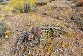 Golden prickly pear (Opuntia aurea, opuntia basilaris var. aurea). Arizona cacti