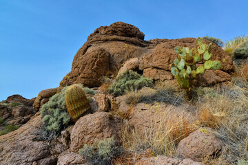 Pancake prickly pear, dollarjoint prickly pear (Opuntia chlorotica), cacti in the winter in the...