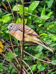Dove bird on a branch