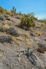 Pancake prickly pear, dollarjoint prickly pear (Opuntia chlorotica), cacti in the winter in the...