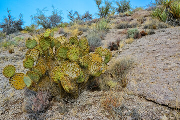 Pancake prickly pear, dollarjoint prickly pear (Opuntia chlorotica), cacti in the winter in the...