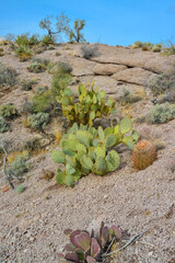 Pancake prickly pear, dollarjoint prickly pear (Opuntia chlorotica) and Ferocacrus, cacti in the...