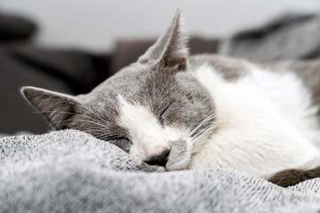 Cute gray white cat under gray plaid. Pet warms under a blanket in cold winter weather. a gray and white cat sleeping under a blanket. Pets friendly and care concept. domestic cat on sofa