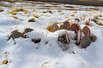 Obraz na płótnie Canvas Cacti Opuntia sp. in the snow, cold winter in nature, desert plants survive frost in the snow