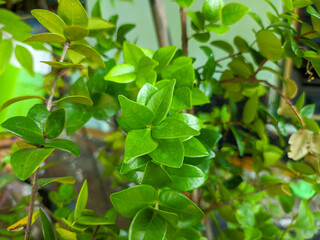 Fototapeta na wymiar a close up of small green leaves