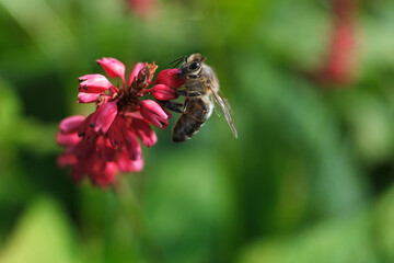 Nature photo of a bee on a red flower and green blurred background - Stockphoto	