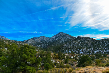 Fototapeta premium Coniferous forest and snow-capped mountains against a blue sky, frost-resistant cacti
