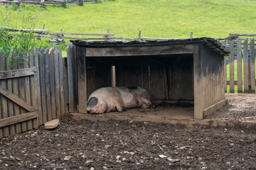 Sleeping pig at Booker T. Washington National Monument in rural Virginia. Tobacco farm where Booker...