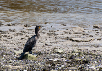 A cormorant stood on a river bank - 701415941