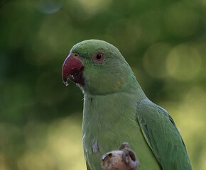 A portrait of an Indian rose Ringed parakeet - 701415995