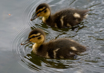 A pair of mallard Ducklings swimming in a lake - 701416352