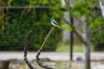 A Grey Wagtail bird perched on a branch