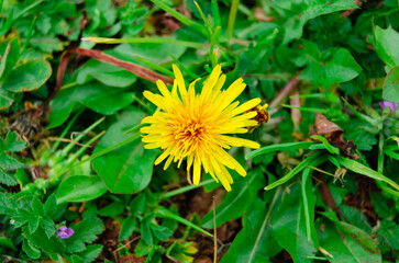 Diente de leon en el campo