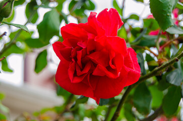 Flor roja en una tapia