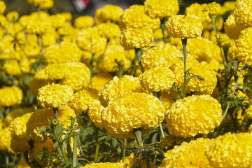 Marigold flowers in the garden. Marigold is a genus of flowering plants 